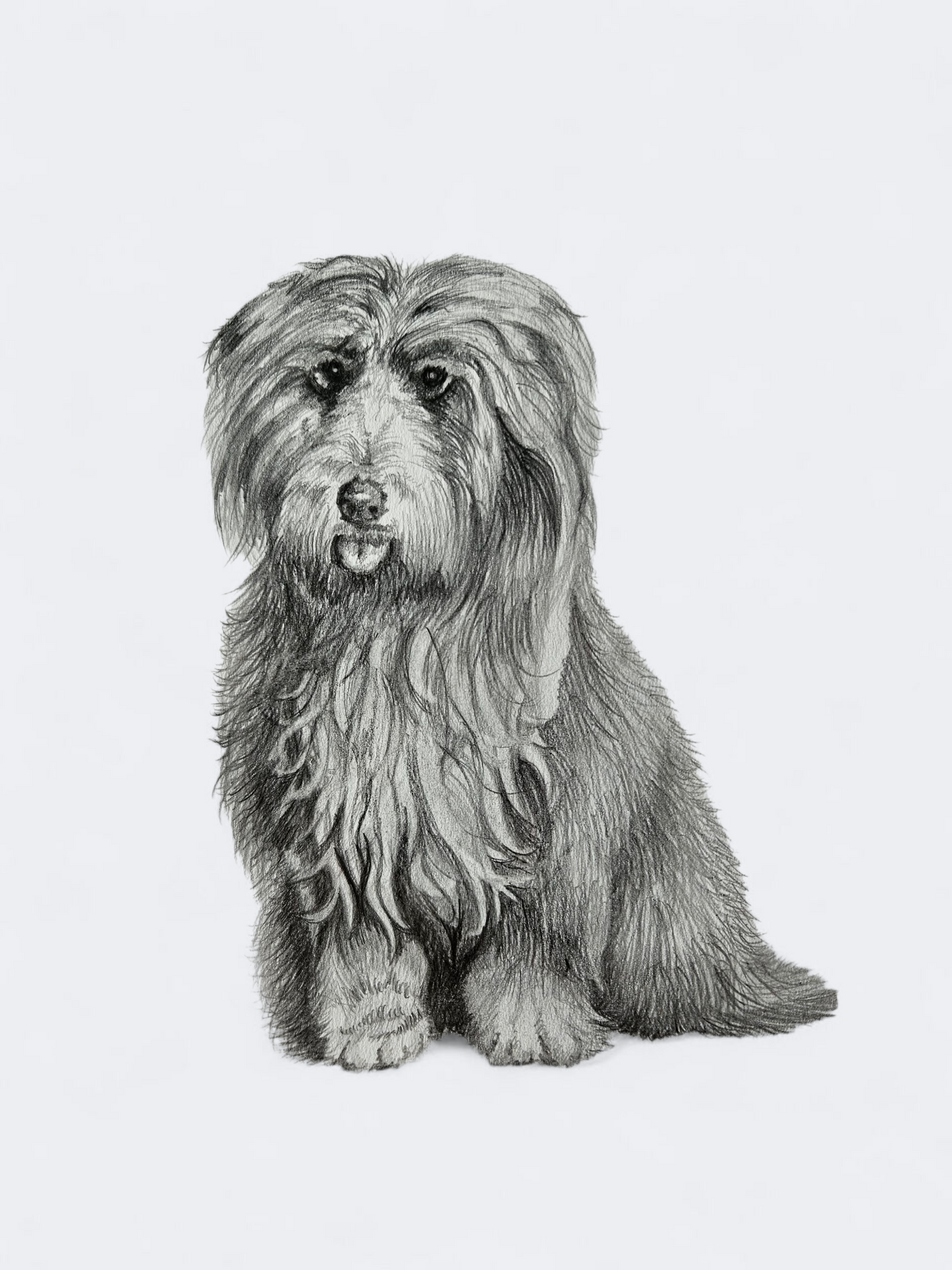 Bearded Collie Original Drawing