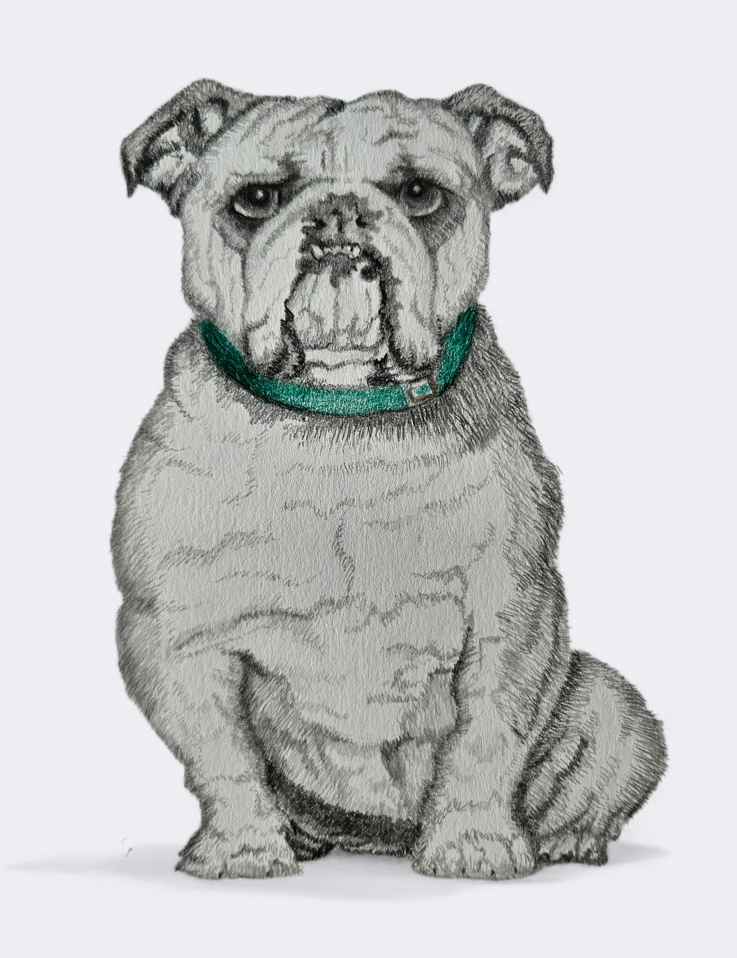 Original Bulldog Drawing
