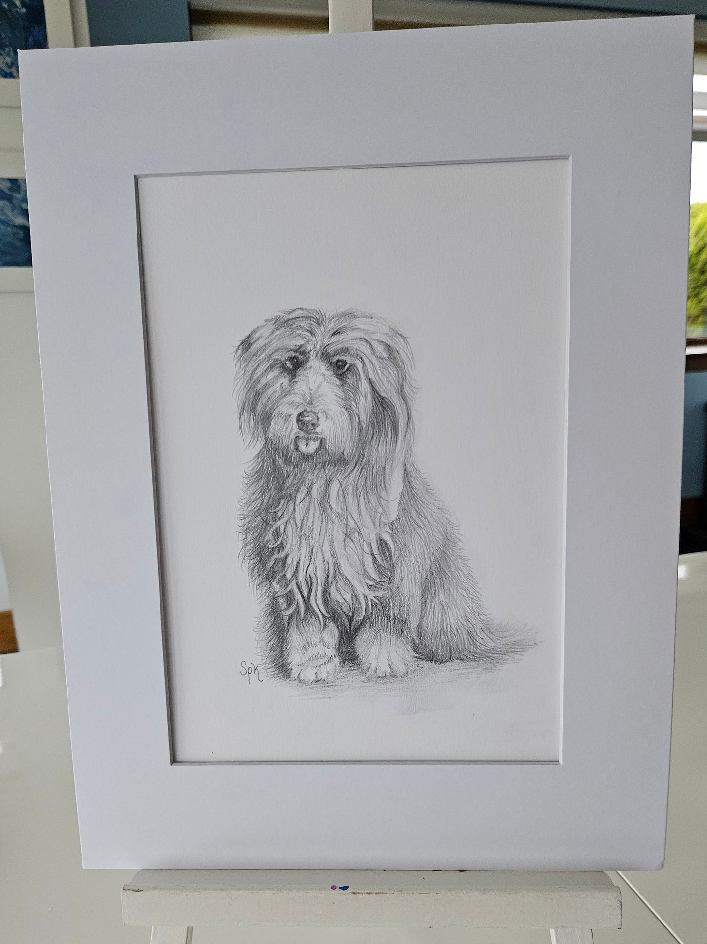 Bearded Collie Original Drawing