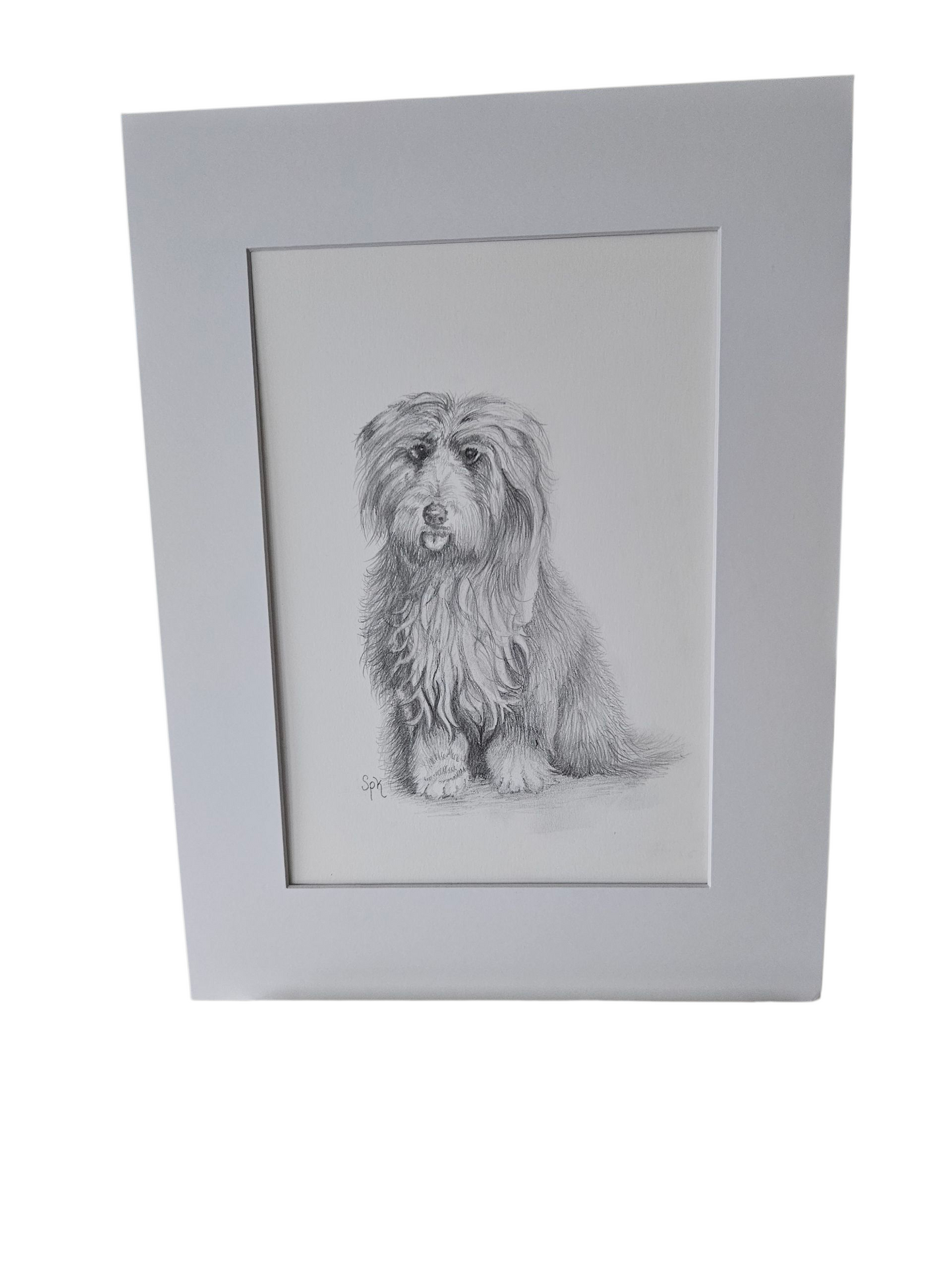 Bearded Collie Original Drawing