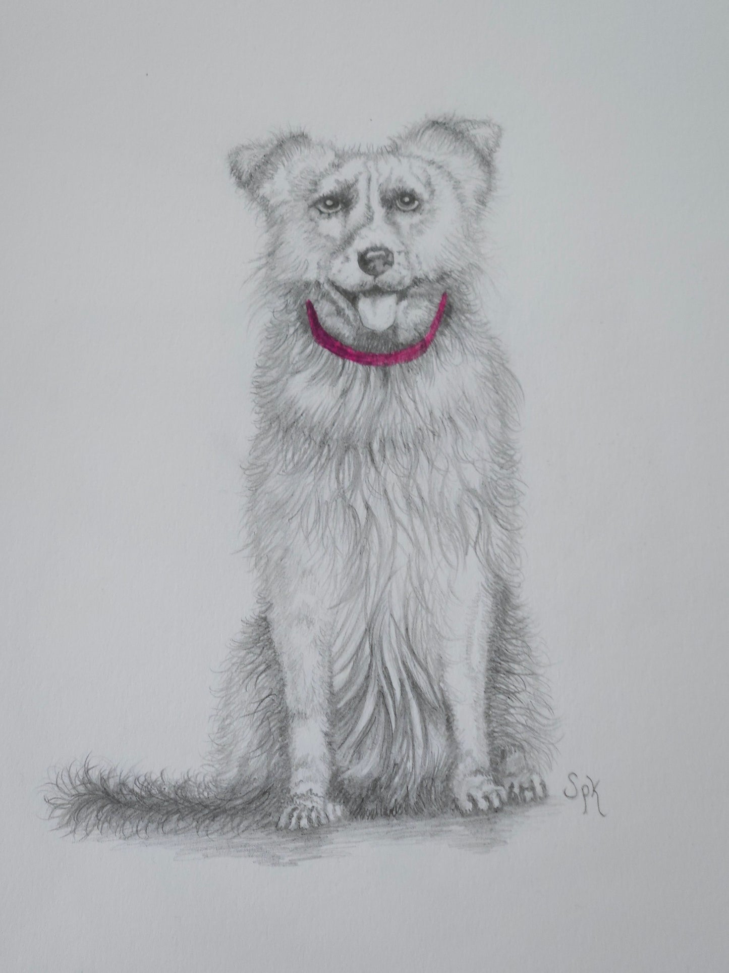 Original Collie Drawing