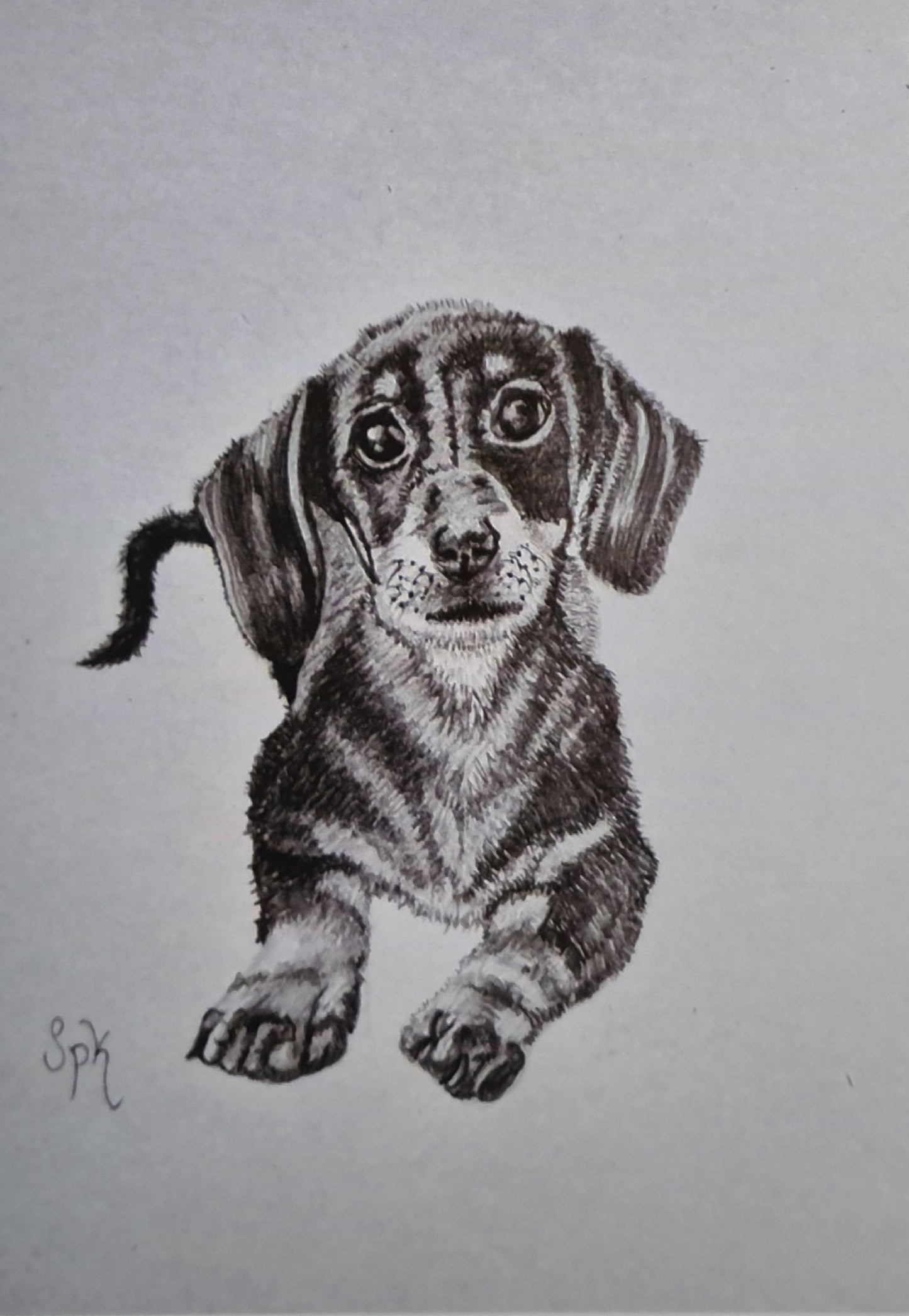 Dachshund Drawing Framed