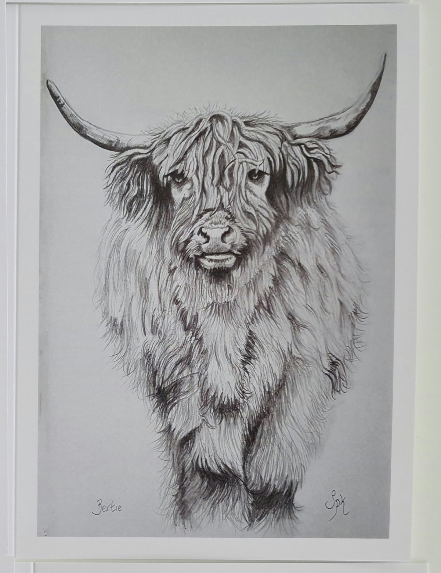 Highland Cow